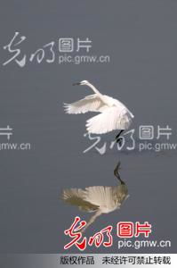 舞蹈的鹭怎么组词