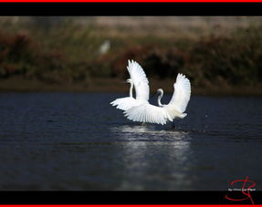 舞蹈的鹭怎么组词