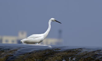 舞蹈的鹭怎么组词