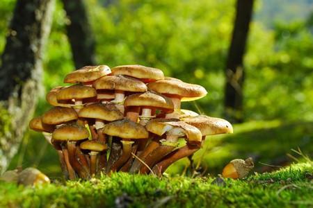 蘑怎么组词 蘑怎么组词