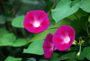 牵牛花的牵怎么组词