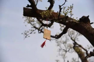 倒影怎么组词倒影的映 倒影怎么组词倒影的映