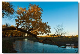 倒影怎么组词倒影的映 倒影怎么组词倒影的映