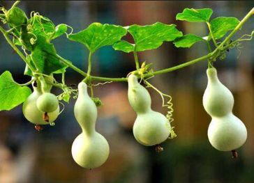 葫芦的芦怎么组词