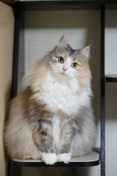 猫怎么组词毛毛毛