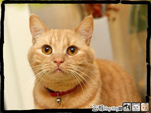 猫怎么组词毛毛毛