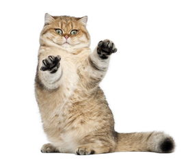 猫怎么组词毛毛毛