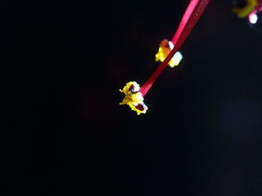 佛桑怎么组词 佛桑怎么组词