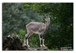 羚羊的羚该怎么组词 羚羊的羚该怎么组词
