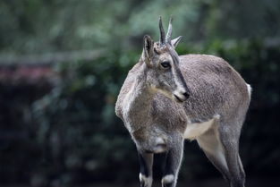羚羊的羚该怎么组词 羚羊的羚该怎么组词
