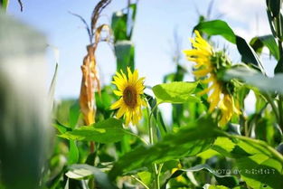 藤蔓的藤疼怎么组词