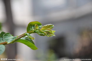 绿芽的绿和芽怎么组词