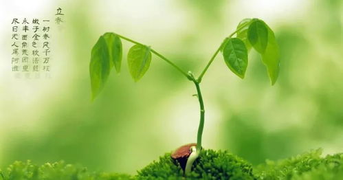 绿芽的绿和芽怎么组词