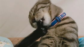 么么摸摸怎么组词