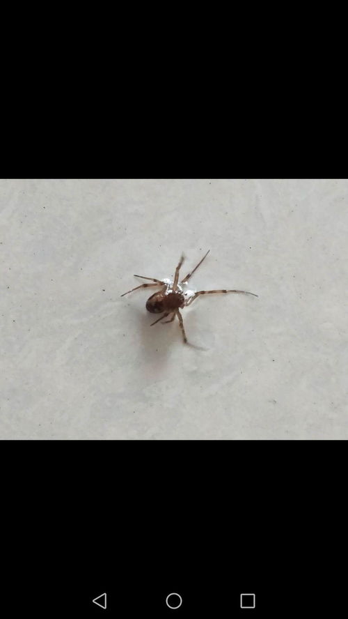 蜘蛛的蜘怎怎么组词