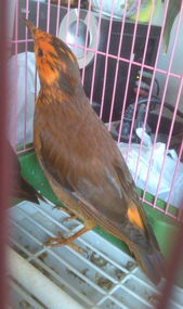 鸣叫的鸣怎么组词