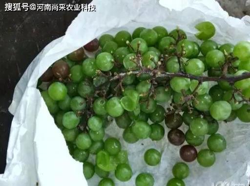 葡萄是怎么组词的呢 葡萄是怎么组词的呢