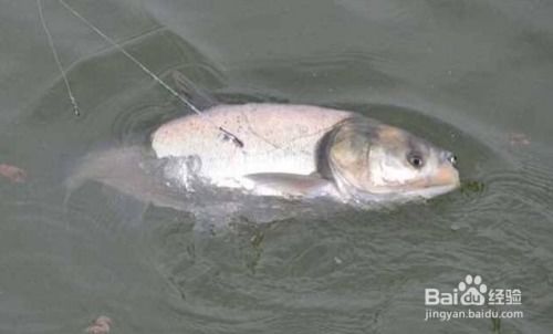 鲢鱼怎么组词 鲢鱼怎么组词