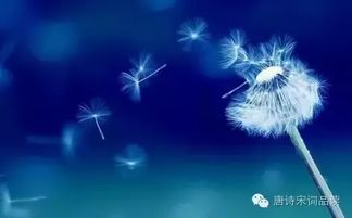 蒲公英的薄怎么组词