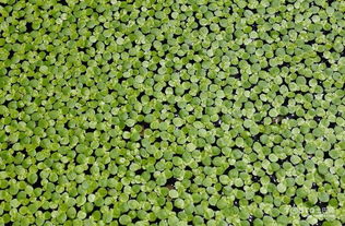 浮萍的萍怎么组词