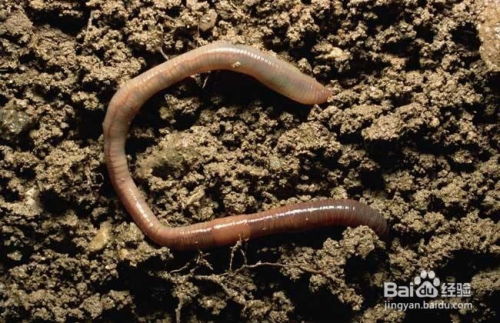 蚯蚓怎么组词 蚯蚓怎么组词