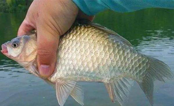 鲫鱼的鲫怎么组词