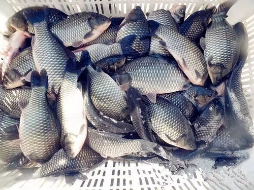 鲫鱼的鲫怎么组词