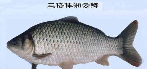鲫鱼的鲫怎么组词