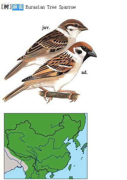 雀怎么组词麻雀的雀 雀怎么组词麻雀的雀