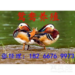 鸟类的活动鸳鸯怎么组词 鸟类的活动鸳鸯怎么组词