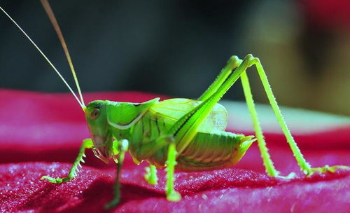 蝈蝈的怎么组词 蝈蝈的怎么组词