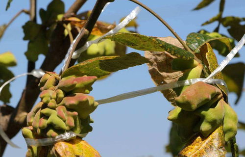 牙虫的蚜蚜怎么组词