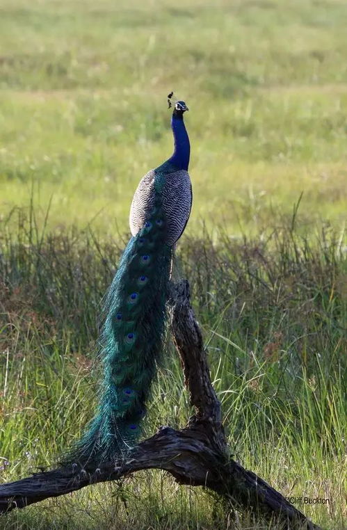 怎么写孔雀的雀组词