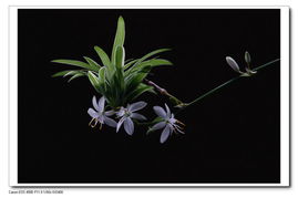 吊兰吊怎么组词