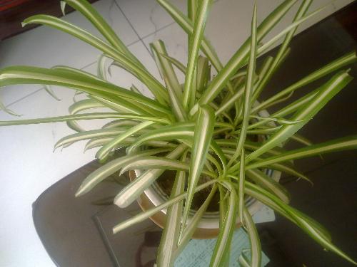 吊兰吊怎么组词