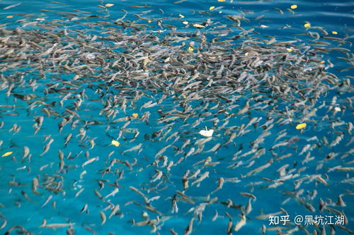 钓鱼的钓怎么组词