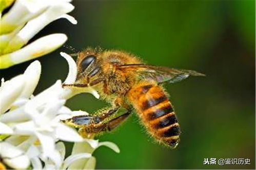 蜜蜂的疯风怎么组词