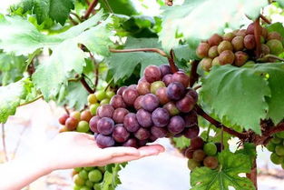 葡萄的葡怎么组词