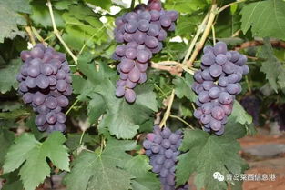 葡萄的葡怎么组词