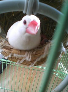 孵小鸟的孵怎么组词