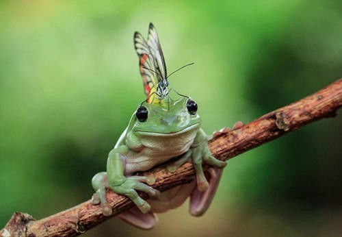 怎么组词蝶 怎么组词蝶