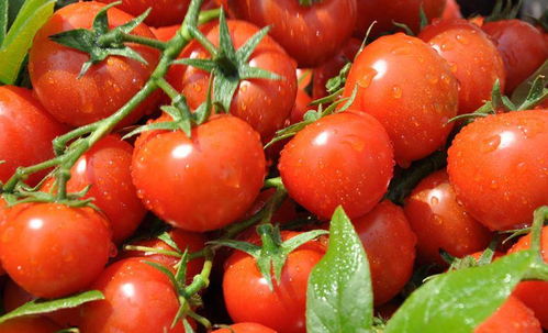 西红柿里怎么组词