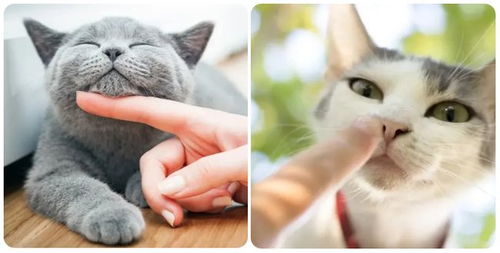 感冒了猫怎么组词