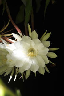 昙昙花的昙怎么组词