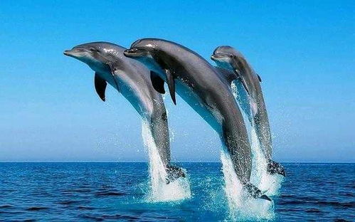 海豚的组词怎么写呀 海豚的组词怎么写呀