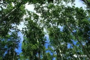 白桦的画画怎么组词