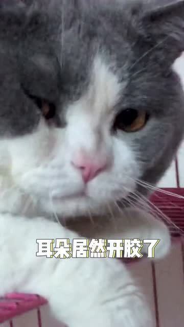 猫绒怎么组词