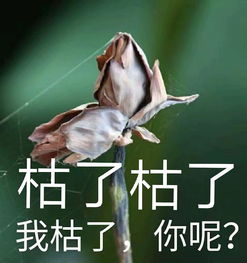 叔怎么组词 叔怎么组词