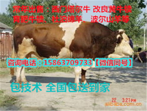 犊子的犊犊怎么组词