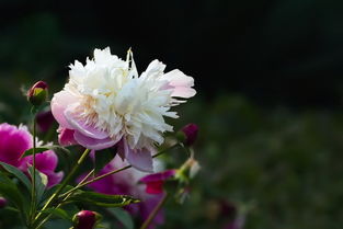 勺药的勺怎么组词